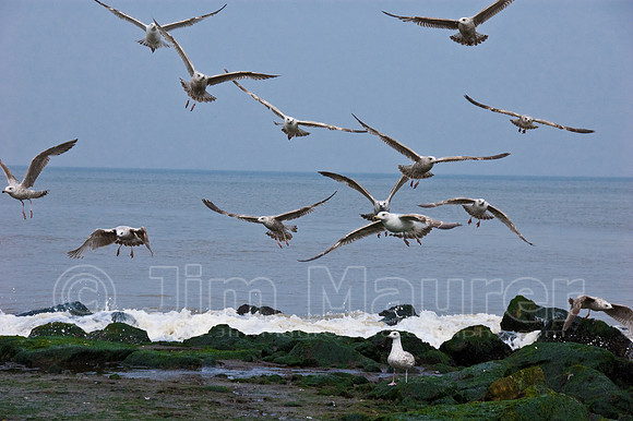 North Sea Gulls