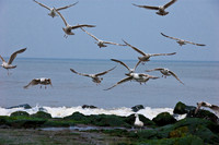 North Sea Gulls