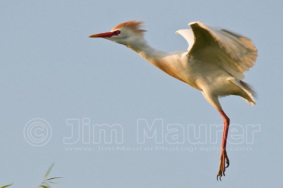 Cattle Egret