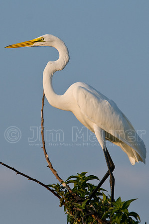 Great Egret