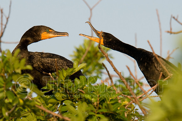 Double-crested Cormorant