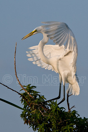 Great Egret