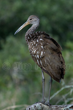 Limpkin