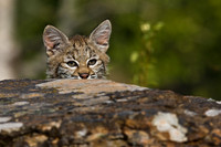 Bobcat Kitten