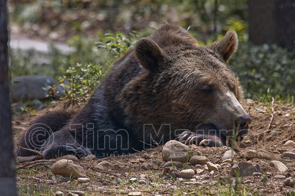 Grizzly Bears