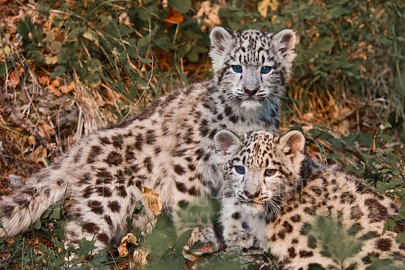 Snow Leopards