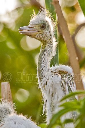 Little Blue Heron Chick
