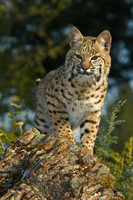 Juvenile Bobcat