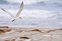 Tern on Beach