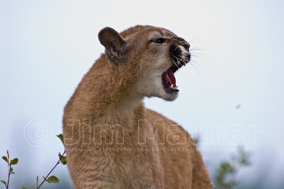 Moutain Lion