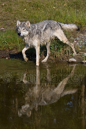 Timber Wolf