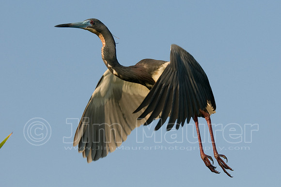 Louisiana Heron