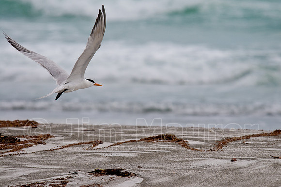 Tern on Beach