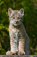 Lynx Kitten