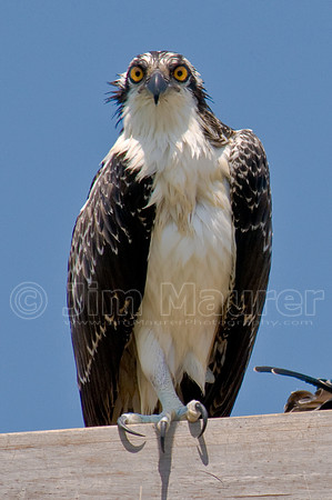 Osprey
