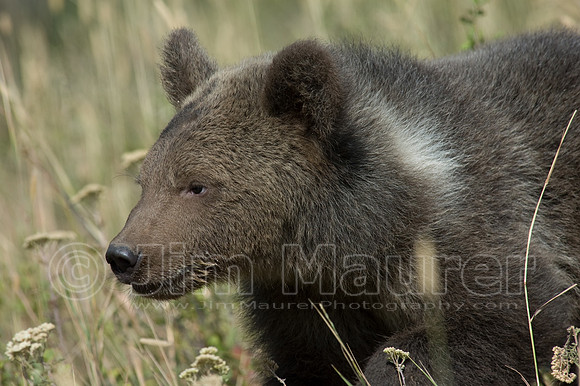Grizzly Bear Cub