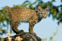 Bobcat Kitten
