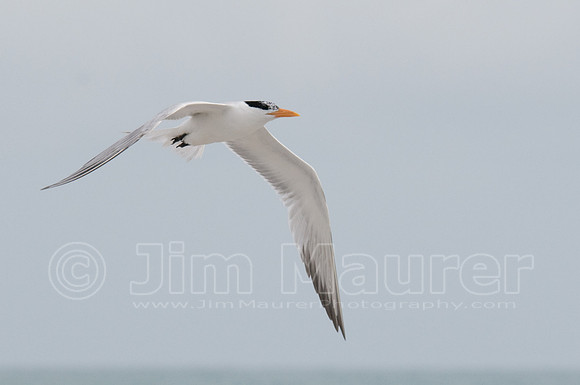 Tern